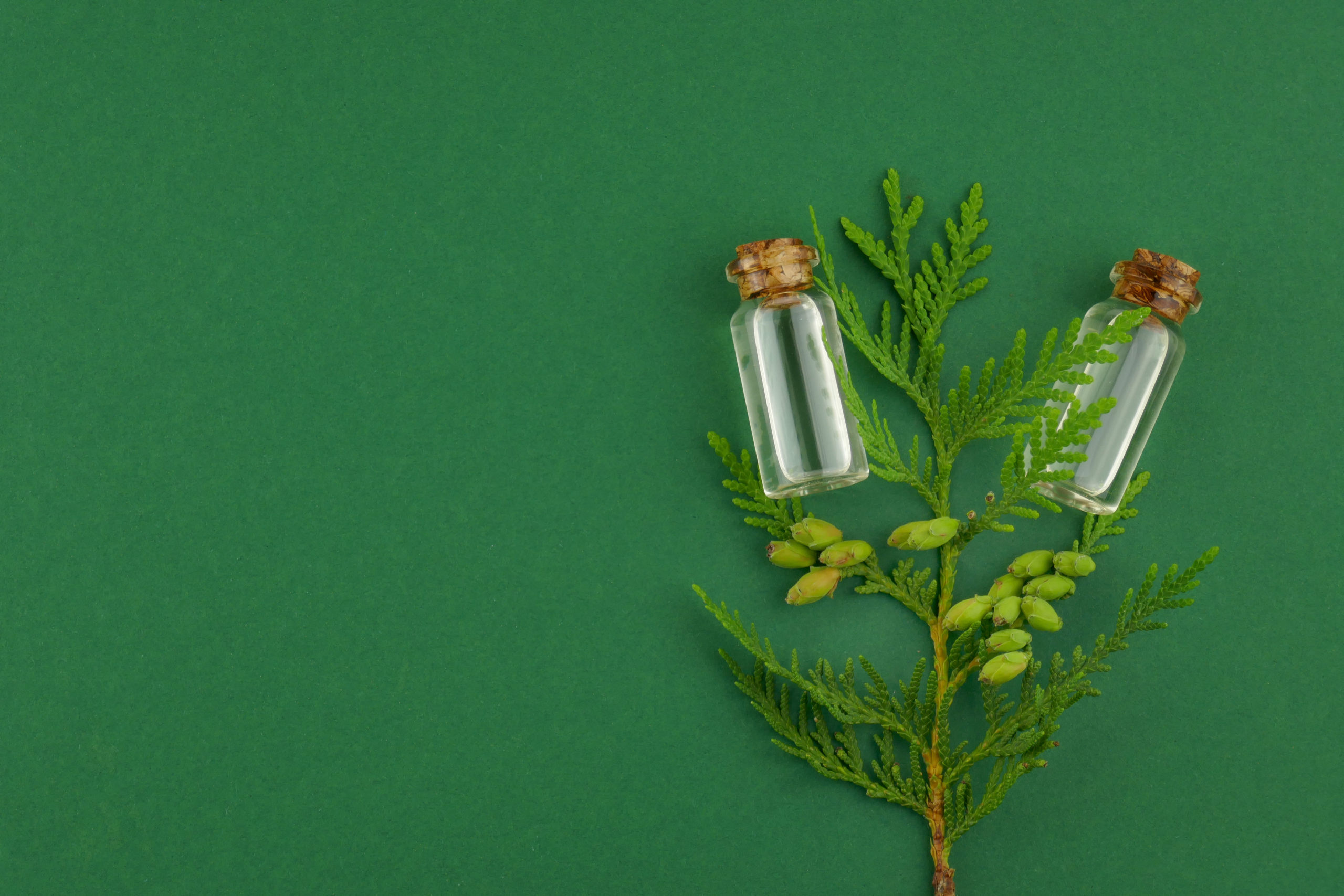Thuja essential oil.Natural thuja oil set in glass bottles and a sprig of thuja on a dark green background